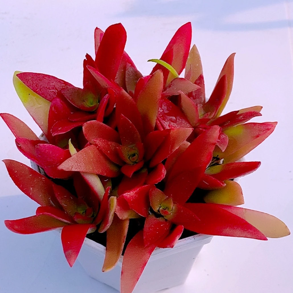 多肉植物火季八棵送八角盆土