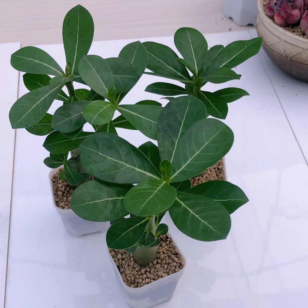 沙漠玫瑰三颗送八角盆土多肉植物