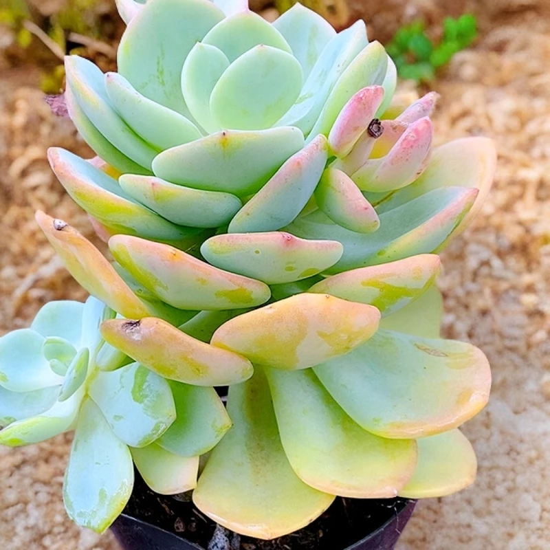 多肉植物白月光120