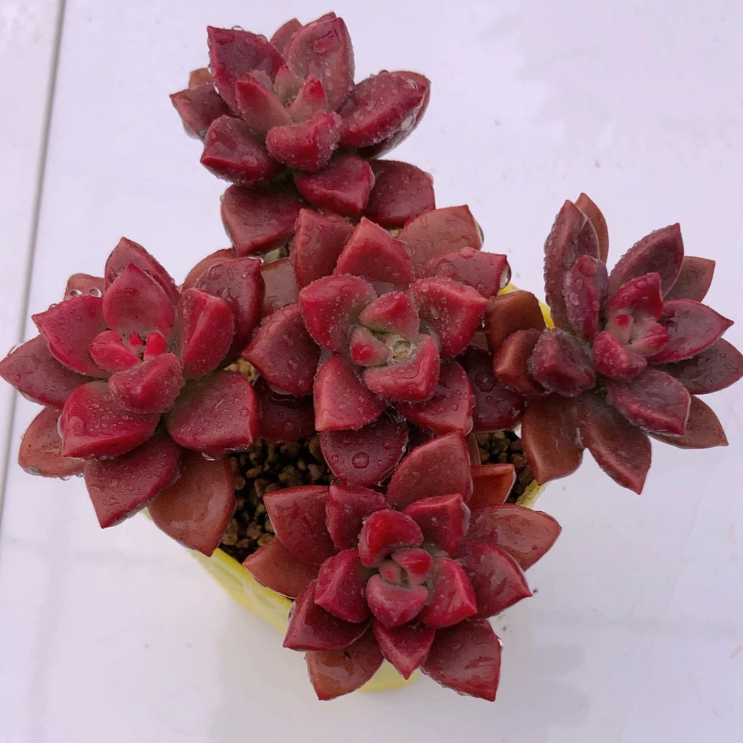 多肉植物姬胧月5颗72满8.8包邮