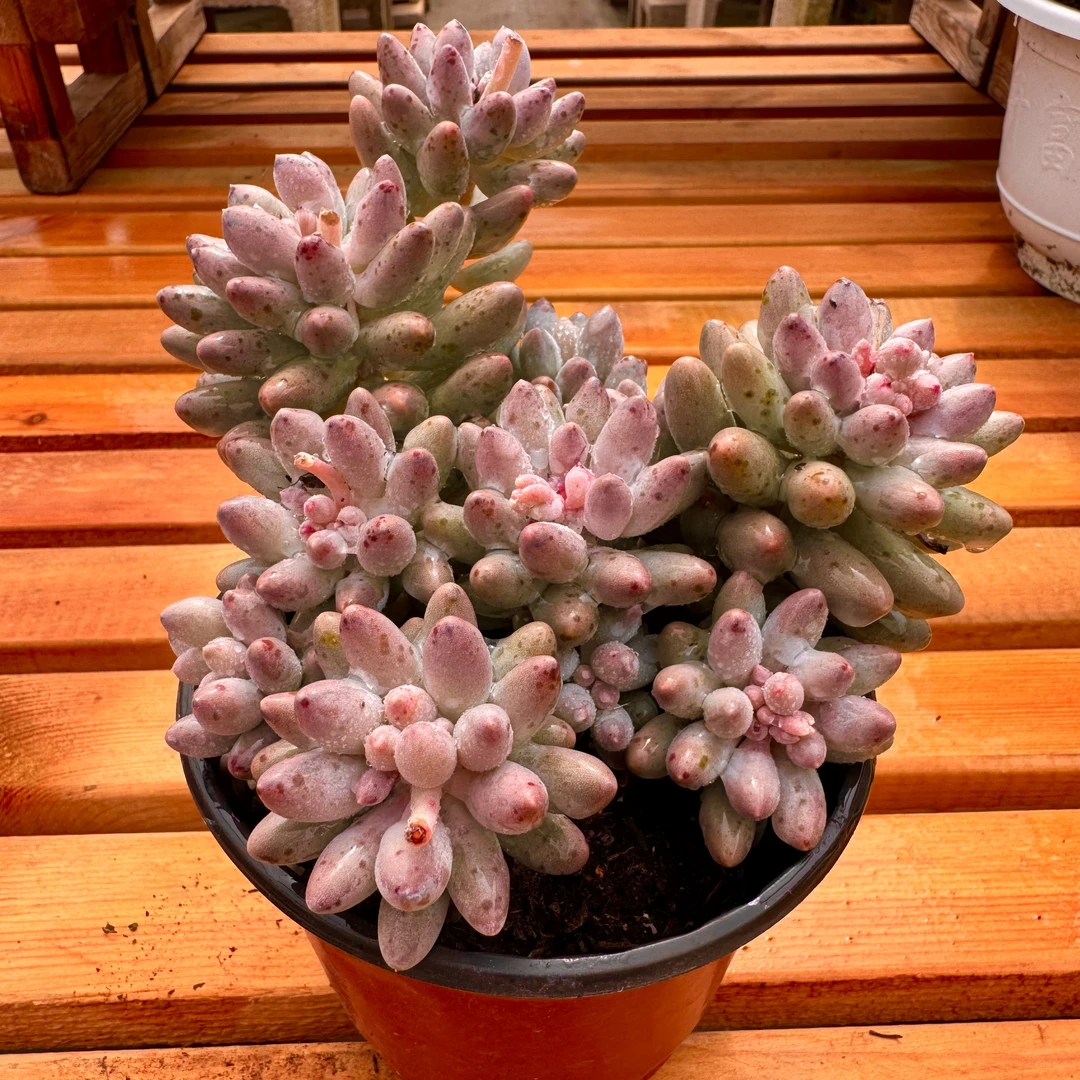 y多肉植物婴儿手指120云南新品容易养活