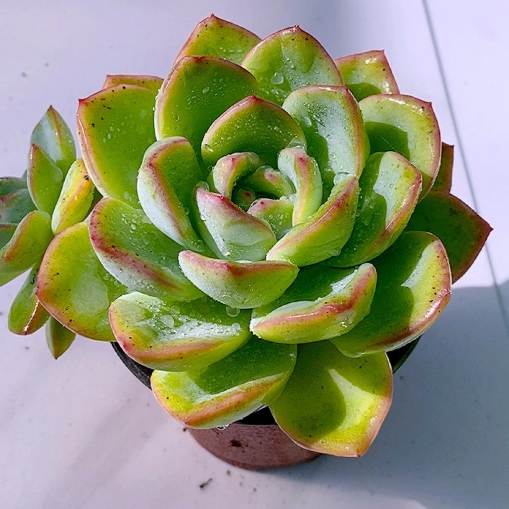 多肉植物泡芙90单头好看好养