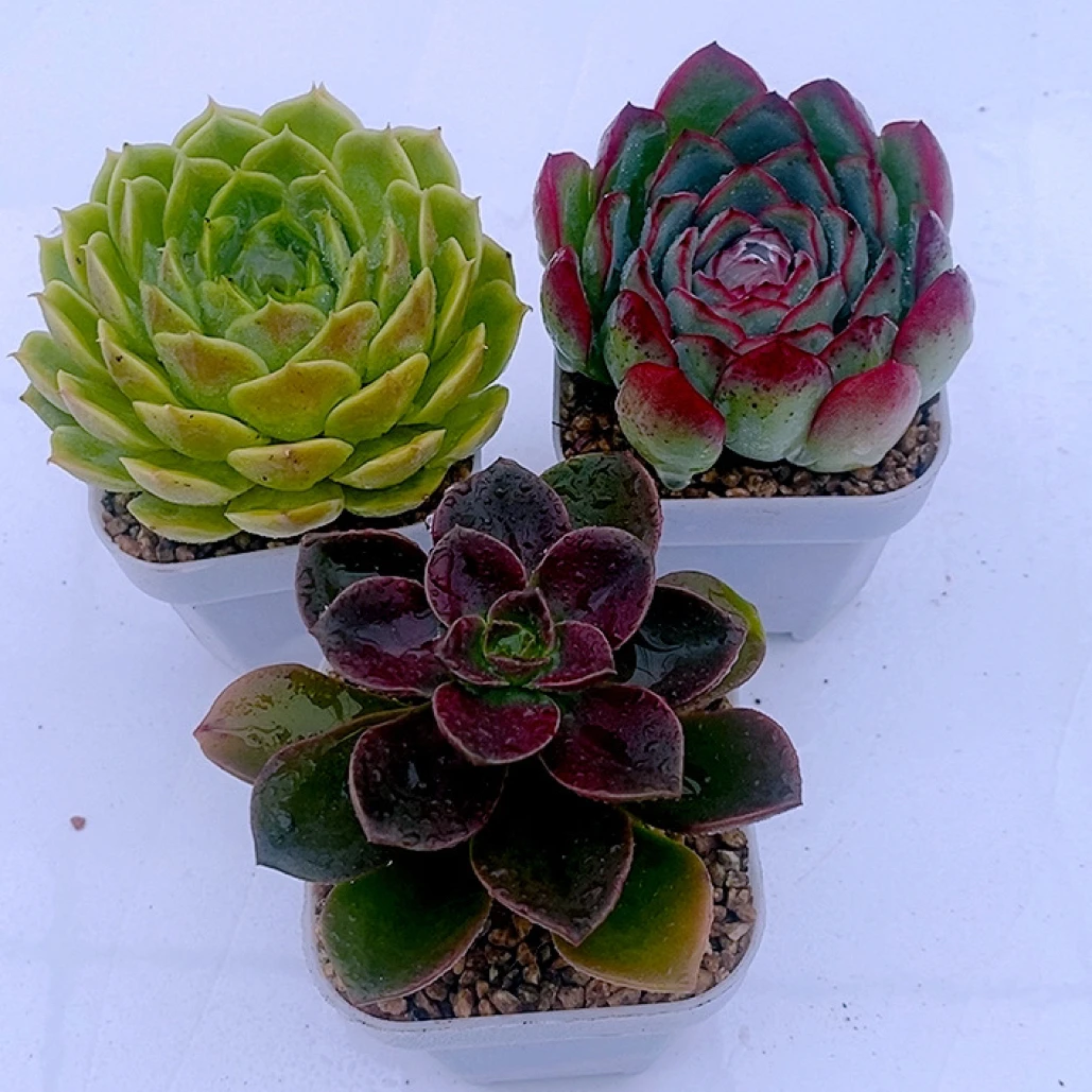 昂斯诺 樱桃 巧克力方砖送盆土 多肉植物