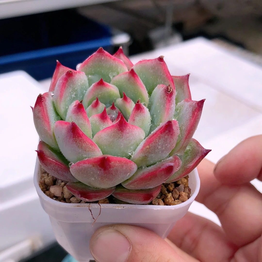 吉娃娃送盆多肉植物满8.8元包邮