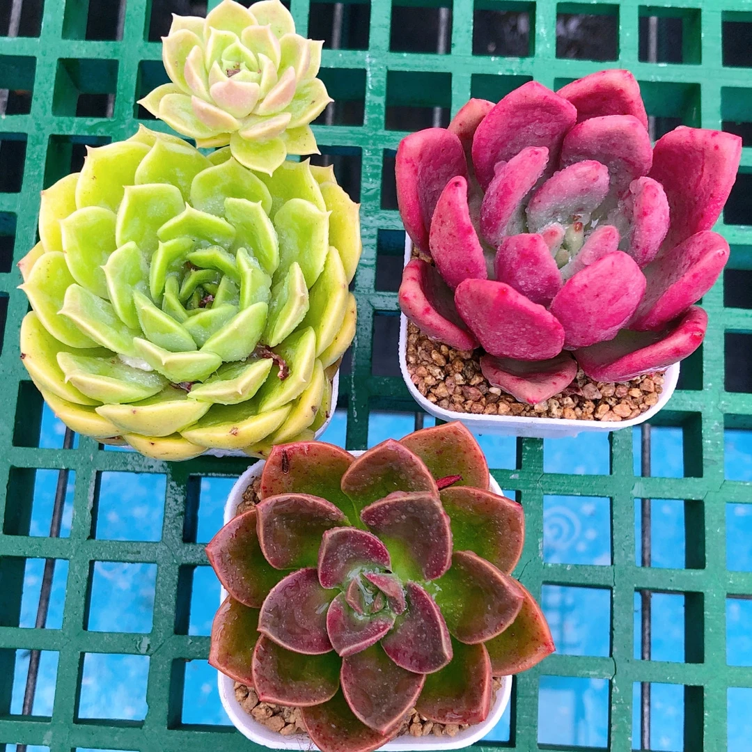 多肉植物组三昂斯诺桃花源巧克力方砖送盆土