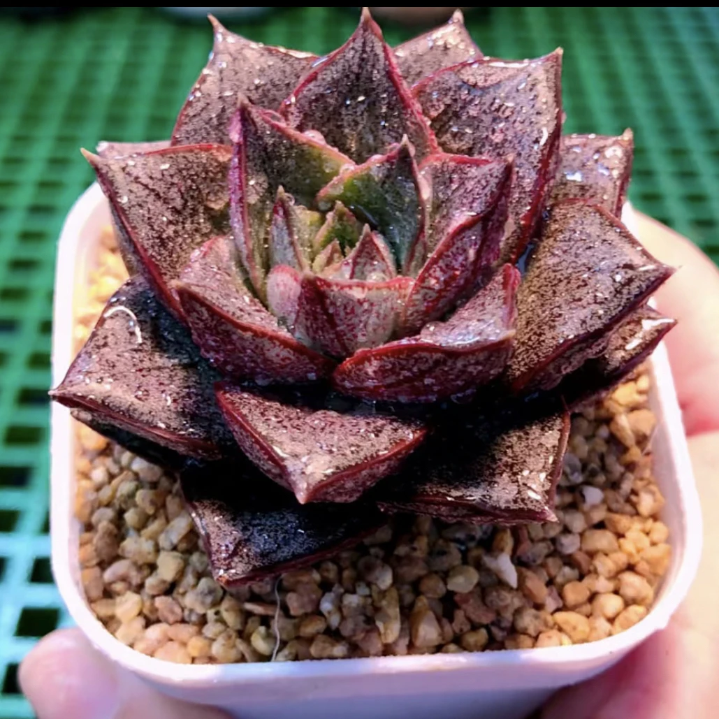 多肉植物大和锦送盆满8.8元包邮