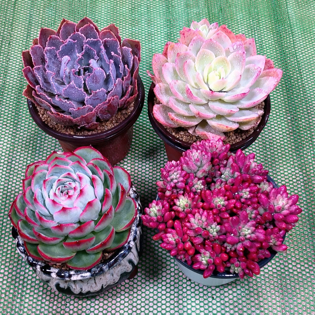 y多肉植物侧影晚霞之舞丝绸面纱虹之玉120云南新品容易养活30