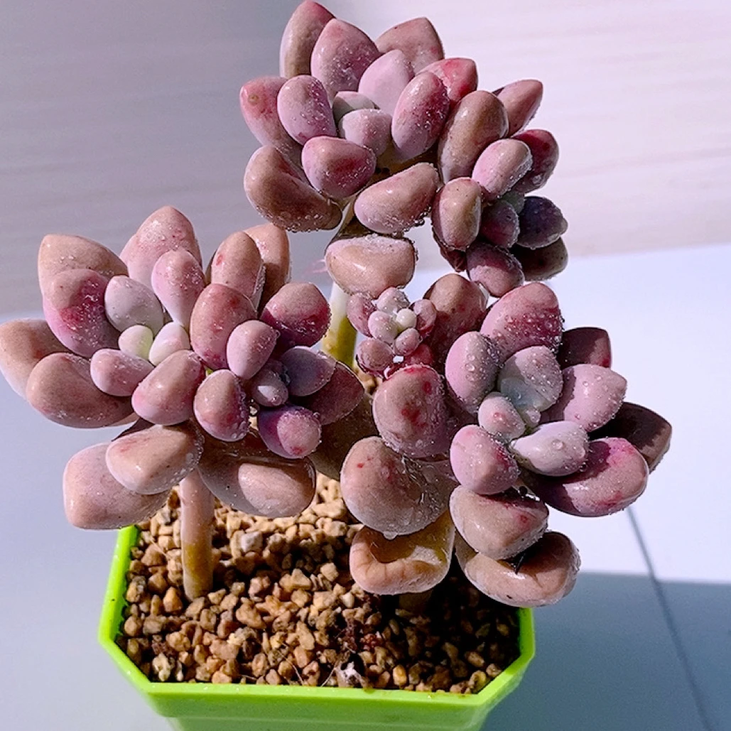 艾伦三颗多肉植物满8.8元包邮