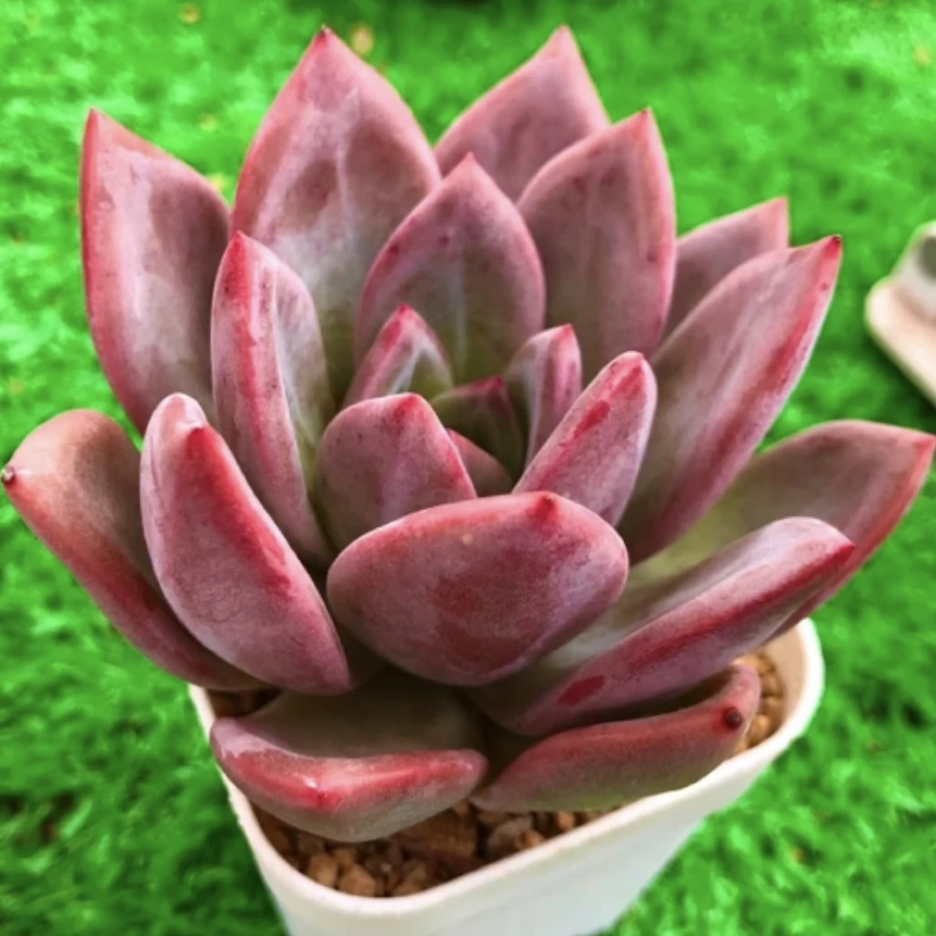 香槟 送盆多肉植物满8.8元包邮