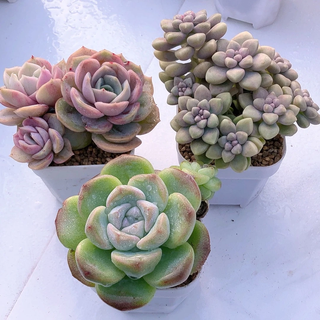 多肉植物丸叶姬秋丽冰玉蓝色惊喜双群送盆土