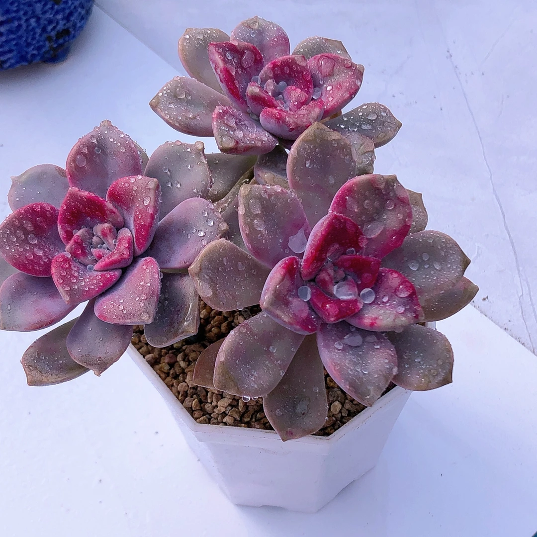 多肉植物紫乐三颗50