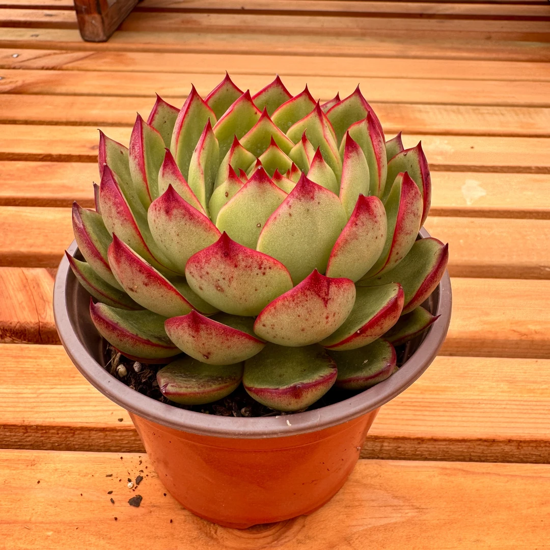 y多肉植物吉赛尔120云南新品容易养活30