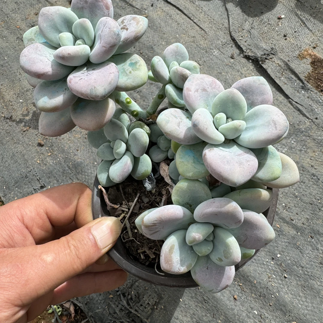 y多肉植物洛神容易养活1010