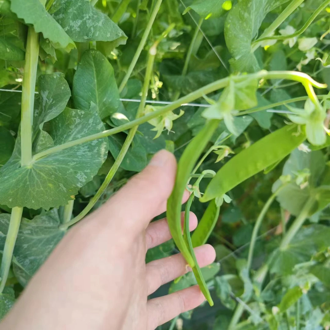 现摘荷兰豆脆甜新鲜青豆蔬菜露天种植农家蔬菜3/5斤【损坏包赔】
