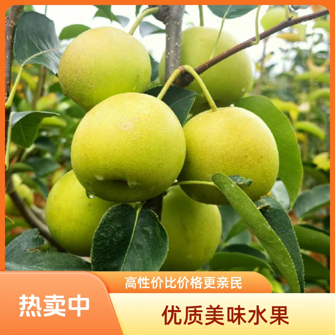 四川攀枝花米易丁香梨高山迷你梨新鲜夏天脆甜爽口3斤/5斤/8斤