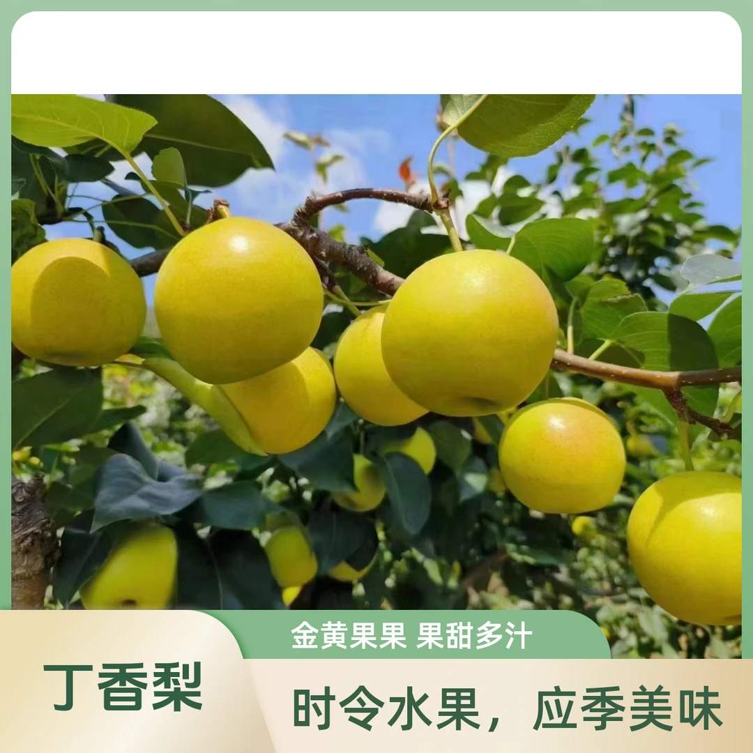 四川攀枝花米易丁香梨高山迷你梨新鲜夏天脆甜爽口3斤/5斤/8斤