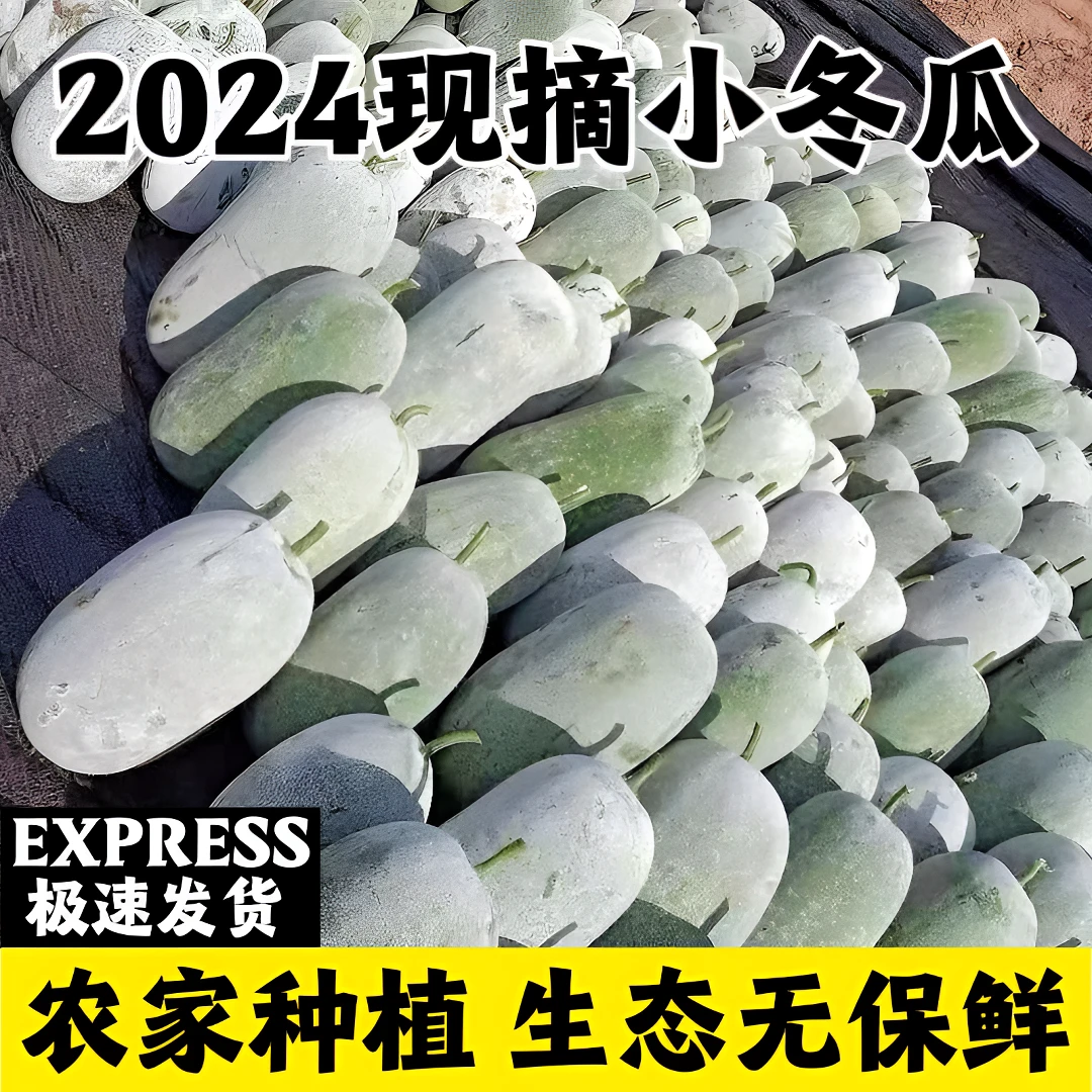 新鲜正宗迷你小冬瓜冬瓜夏日美食冬瓜简单又好吃冬瓜汤冬瓜排骨汤