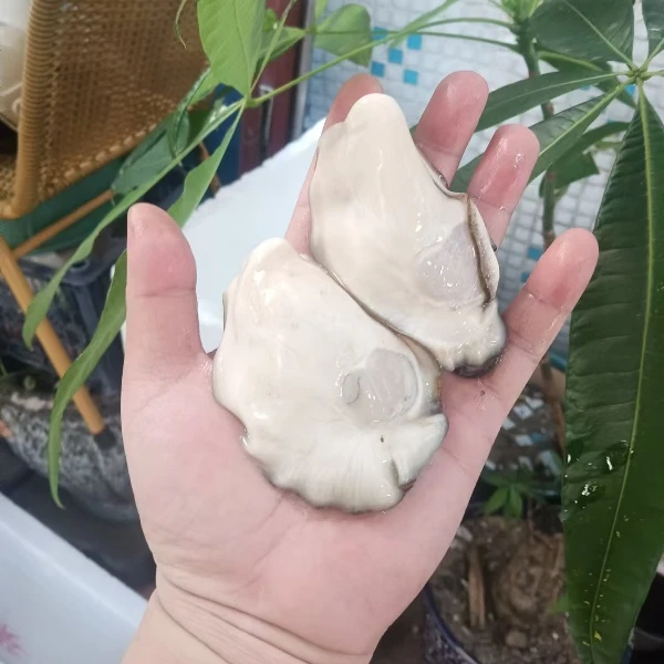 脆蚝水产鲜活海产大生蚝肉全国顺丰包邮新鲜刺身海蛎子1斤11-13个