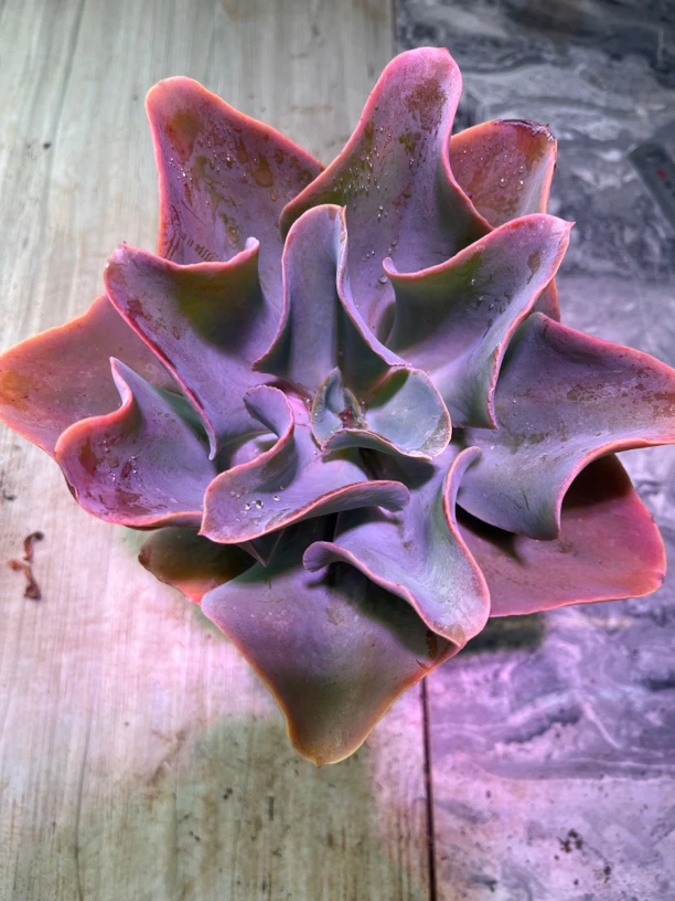 海洋之星 精控老桩