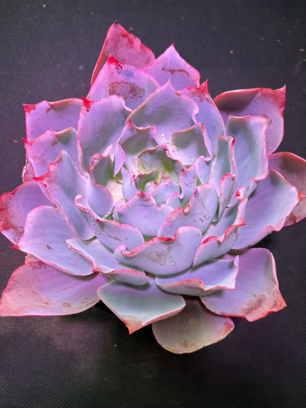 大号单头晚霞 仙子 买三送一