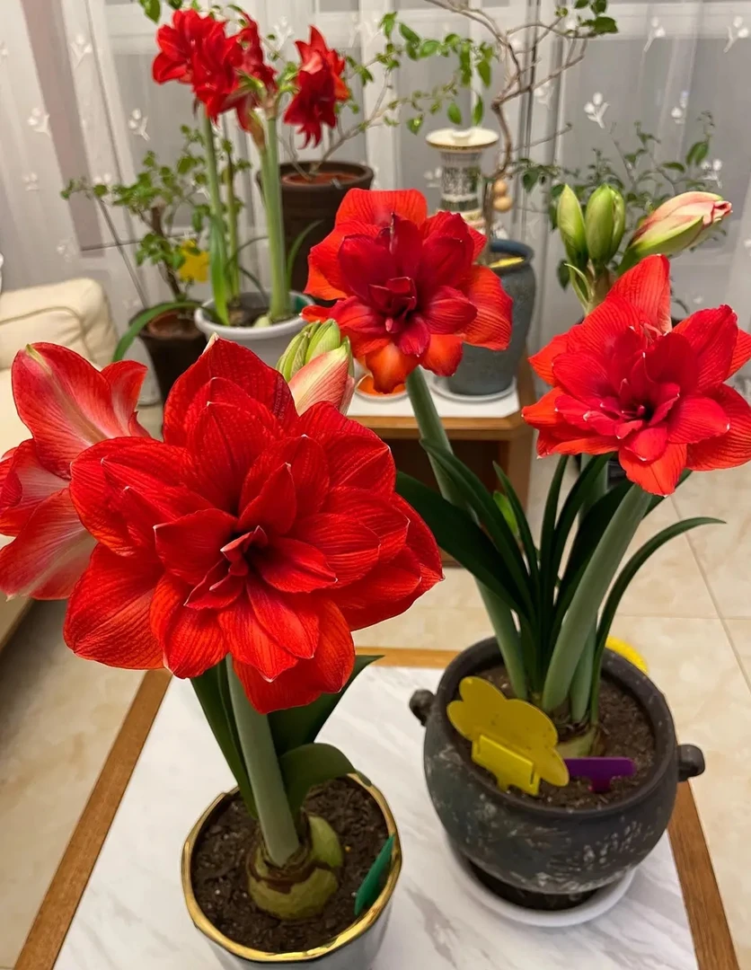 丰宁城区进口朱顶红(红花重瓣)