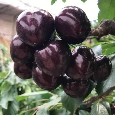 大樱桃树黑珍珠车厘子樱桃树苗南方北方当年种植结果苗成活率育苗