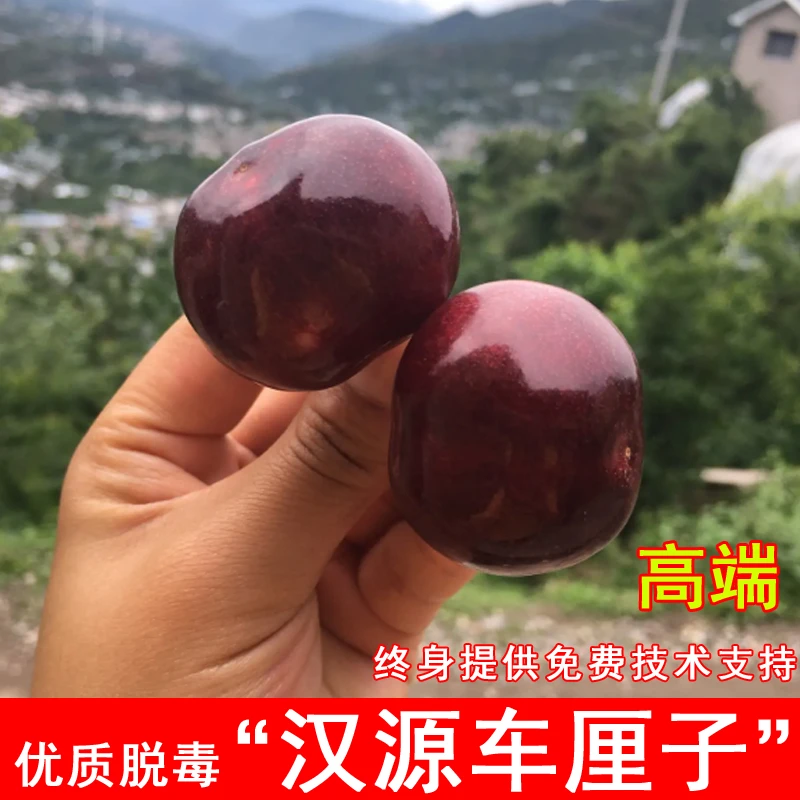 四川雅安汉源车厘子苗北南方种植嫁接大樱桃树苗盆栽地栽当年结果