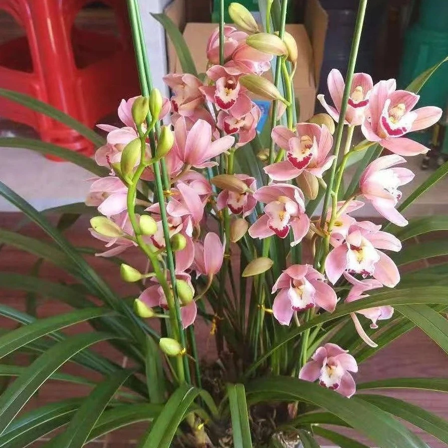 【少女情怀】粉色大花蕙兰原盆带原土室内客厅阳台花卉盆栽