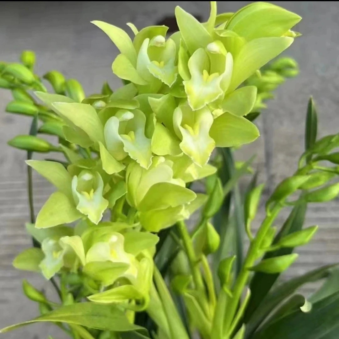 【绿精灵】大花惠兰易养护高端兰花年宵花盆栽花卉兰花
