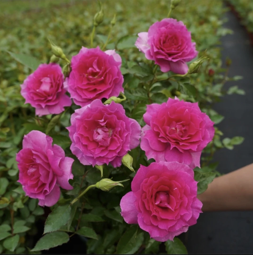 【天方夜谭 】 夏天吸收养护种植大小苗木运输选择实用家里冬季包邮
