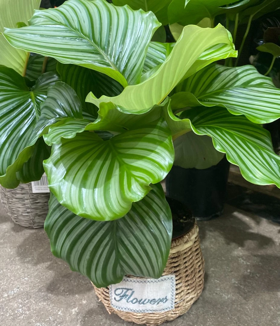 青苹果竹芋盆栽绿植
