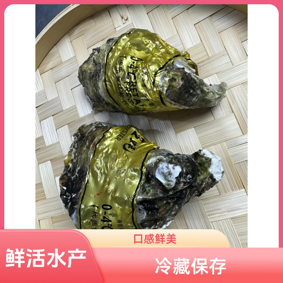 山东省精品大生蚝10