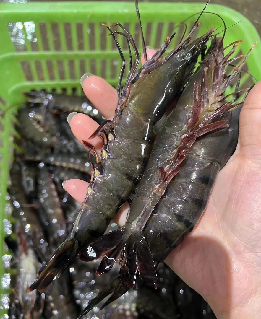 万人推荐新鲜肉脆大黑虎虾