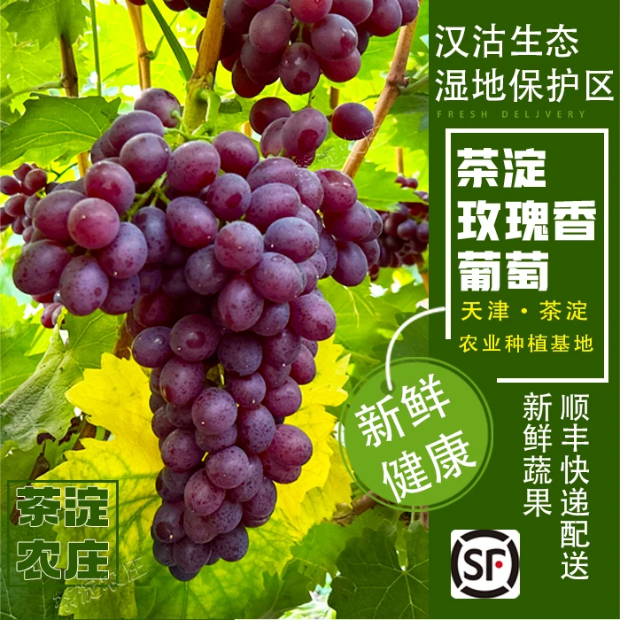 【顺丰冷链】天津汉沽茶淀玫瑰香葡萄应季水果优质正宗产地直发4斤