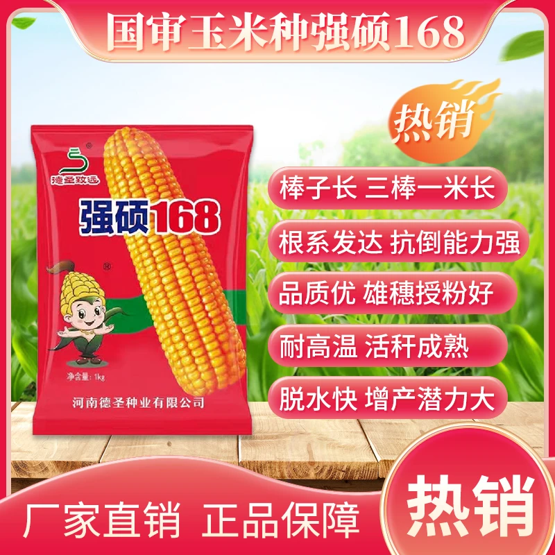 强硕168南方版高产玉米种子1KG大棒子红轴抗病抗倒伏德圣致远厂家