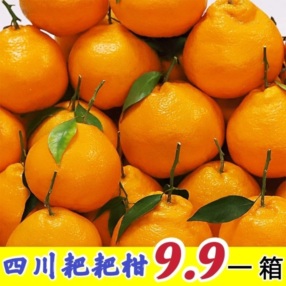 四川春见耙耙柑现摘现发新鲜应季孕妇水果4-8斤丑橘子桔子柑橘子
