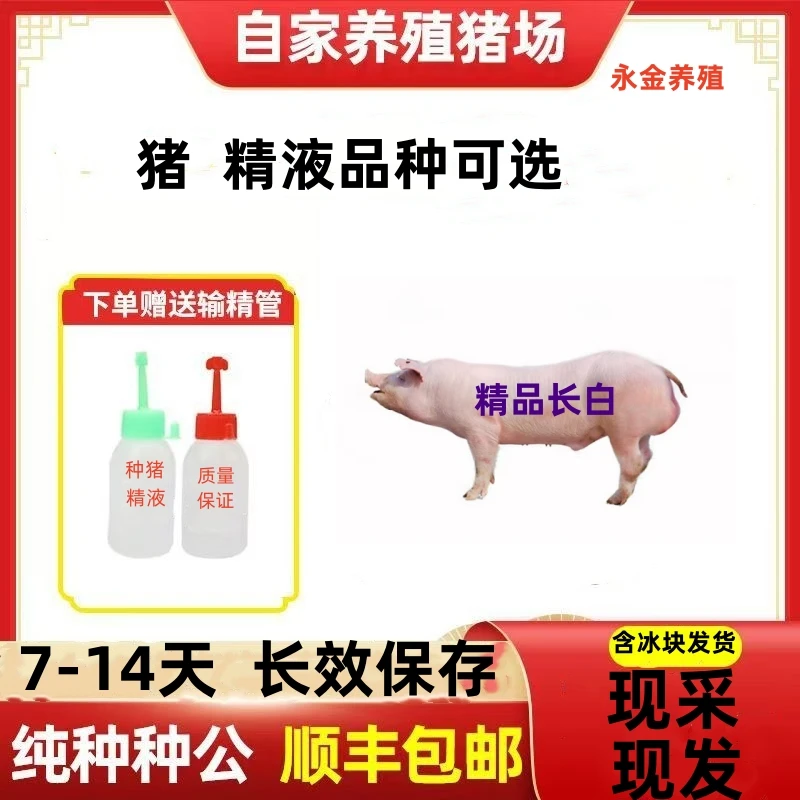 长白母猪种公猪猪精一件包邮包对版生态养殖原种批发下单精品发货