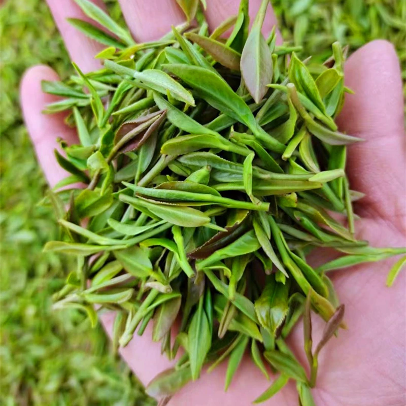 日照绿茶2025新茶豌豆鲜板栗香味浓早春茶叶自产自销袋装采茶