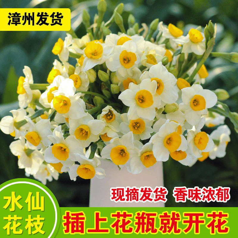 漳州展示新鲜单瓣种植复瓣展示大种球室内水培现摘鲜切冬季花卉