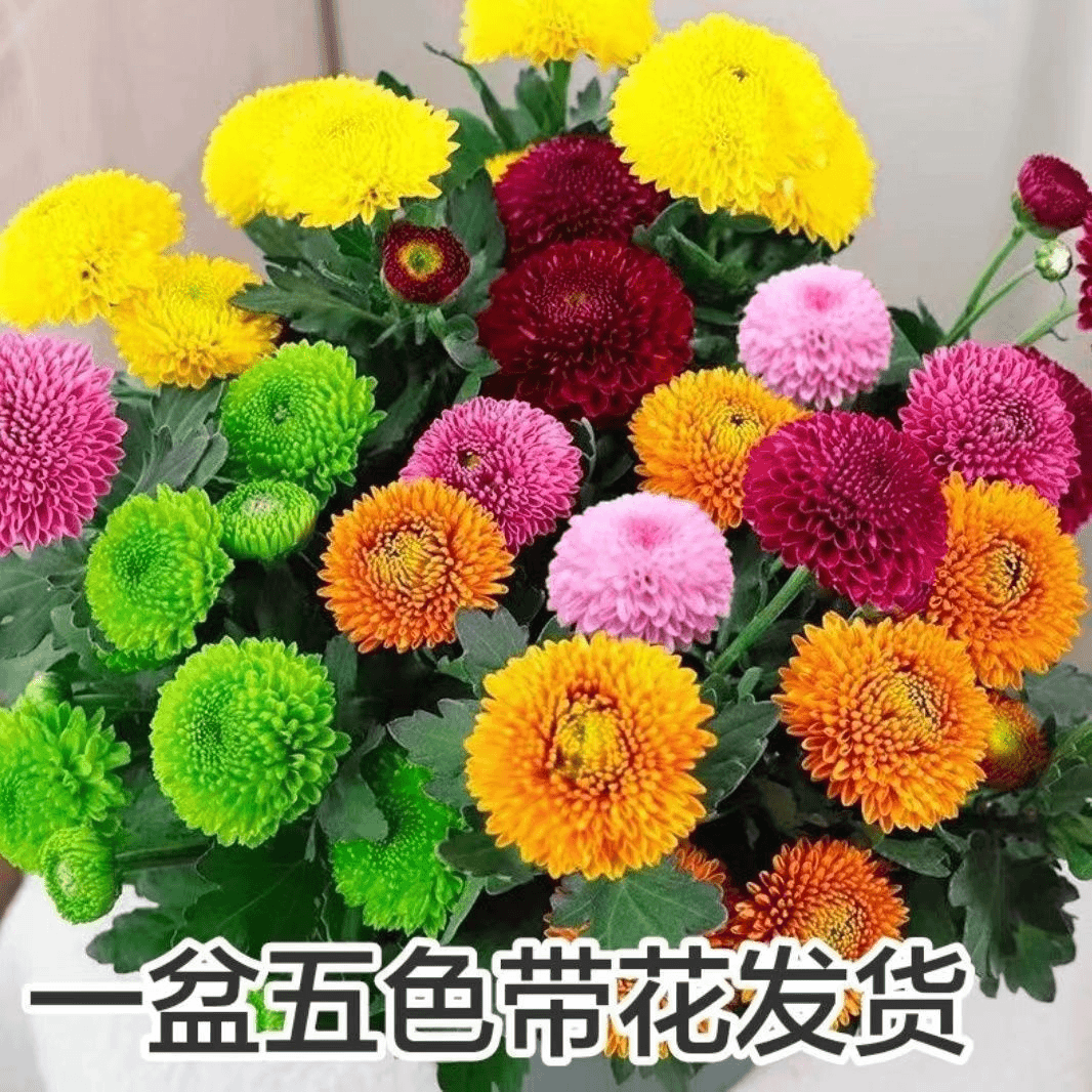 大盆乒乓菊盆栽带花盆四季开花菊花带花苞好养活室内阳台绿植花卉