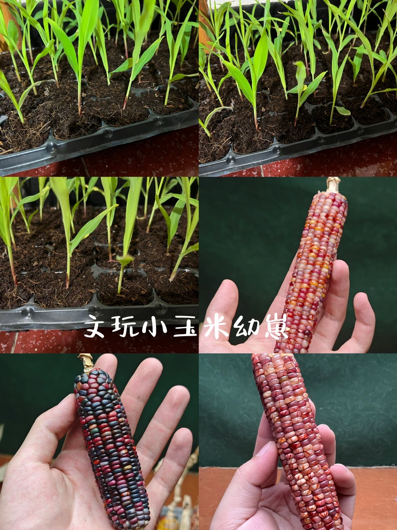 文玩玉米苗苗彩血种子种植一单十颗