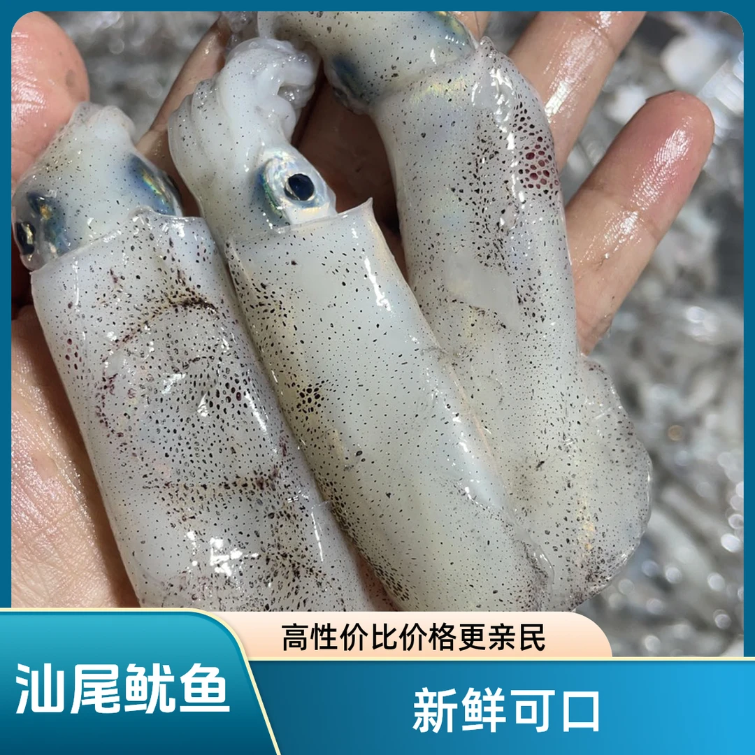 汕尾马宫灯捕中鱿鱼