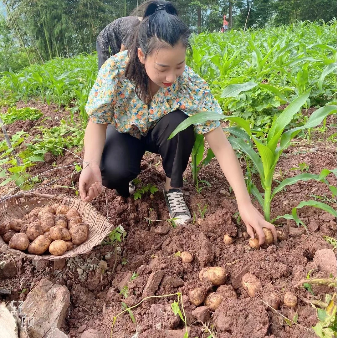 重庆巫山洋芋高山洋芋土豆马铃薯