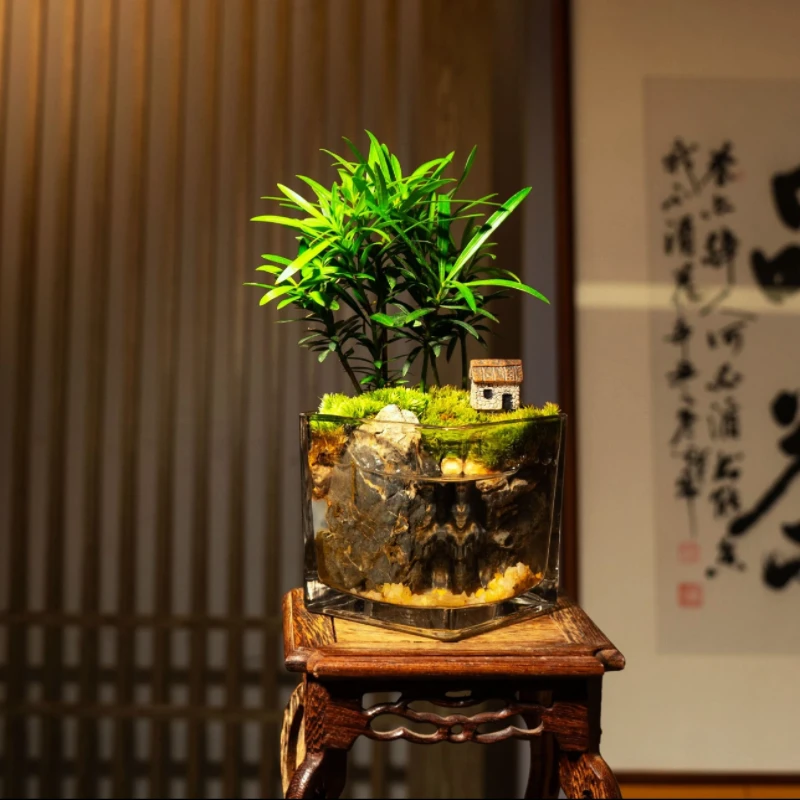 罗汉松|生态缸苔藓微景观桌面造景玻璃小鱼缸创意家居摆件