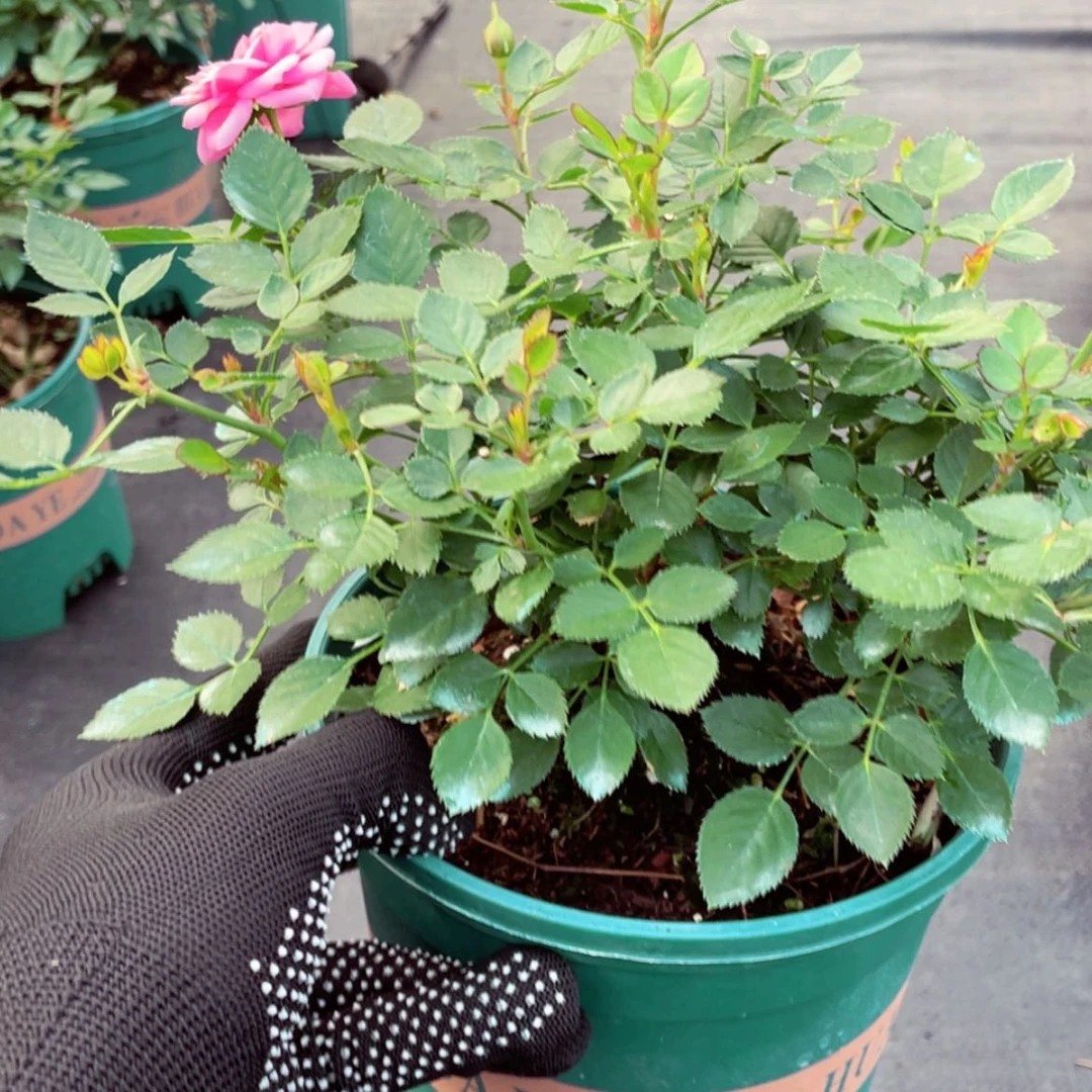 【闪购商品】红陶20CM（含）-50CM（不含）心上人