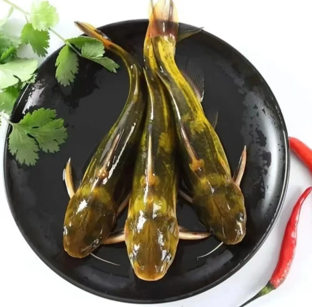 冬捕野生冷水牙鱼（活体速冻发货）