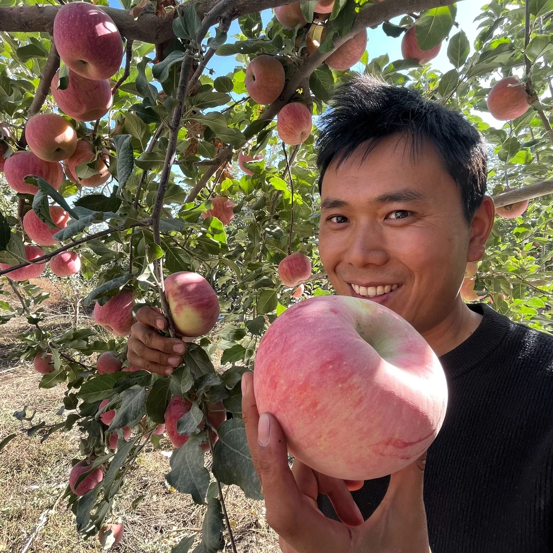 【新疆直发】新疆阿克苏冰糖心苹果现摘现发