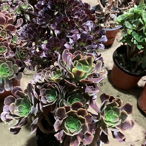 2棵玫瑰玫瑰玫瑰