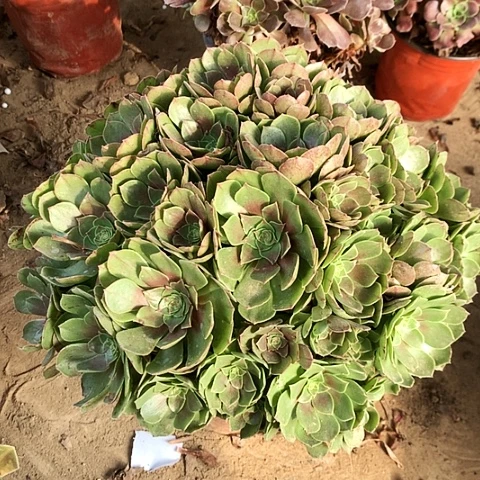 万玫瑰玫瑰玫瑰玫瑰