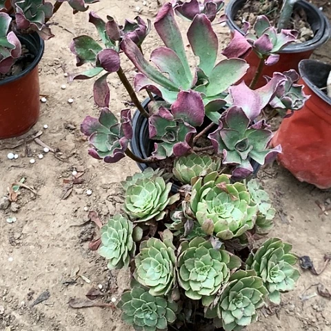 2棵玫瑰玫瑰玫瑰